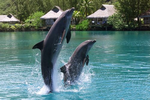 Dolphin_Center_12709