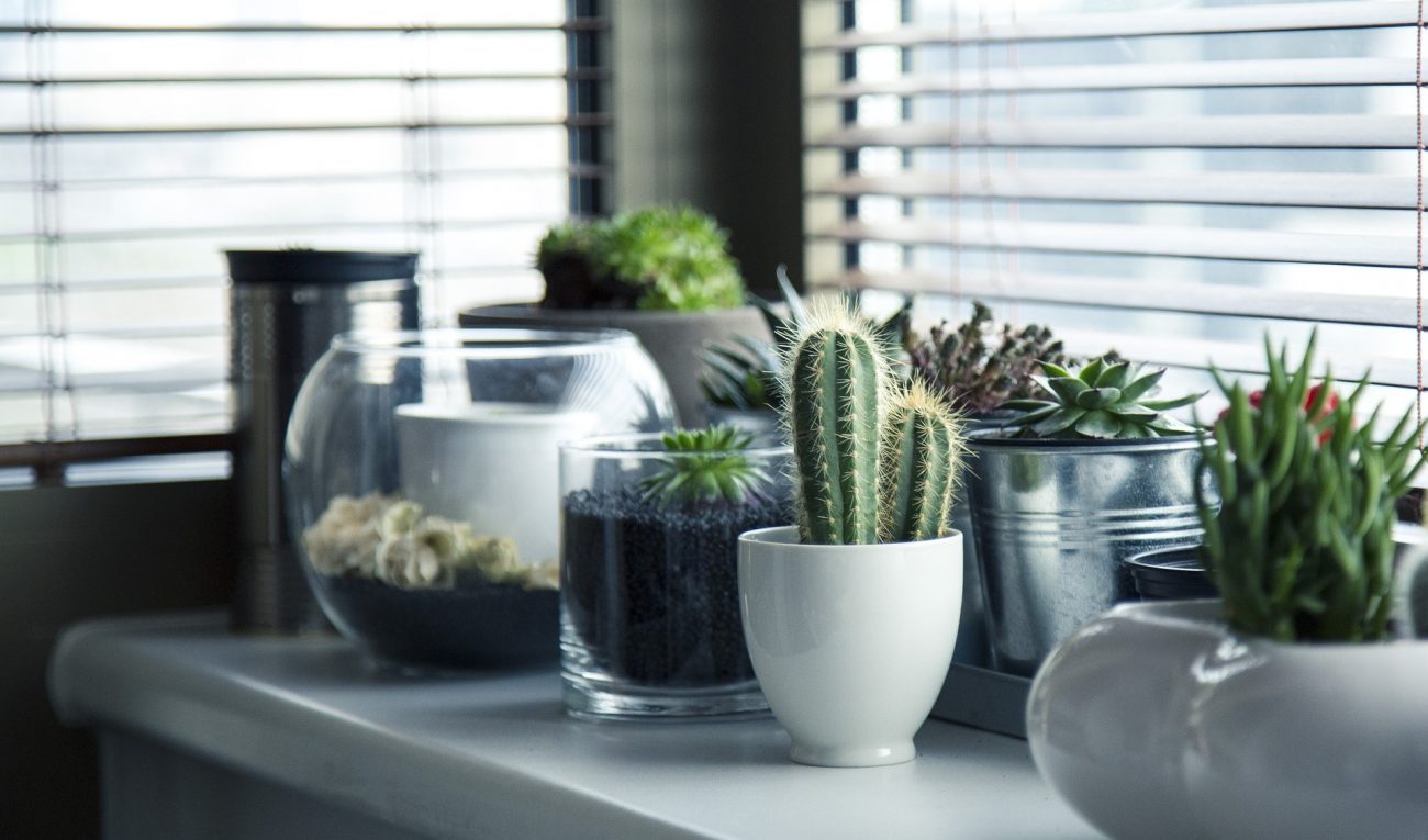 Open house: plantas