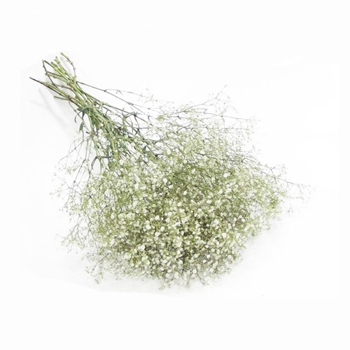 maco-gipsofila-uemura