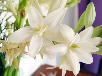 flor-angelica