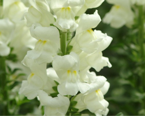 flor boca de leão