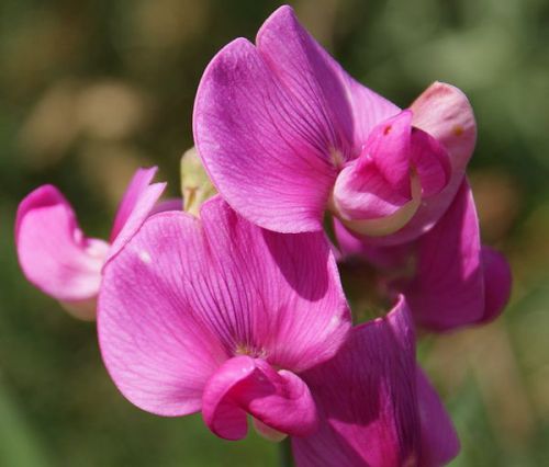 flor-ervilha