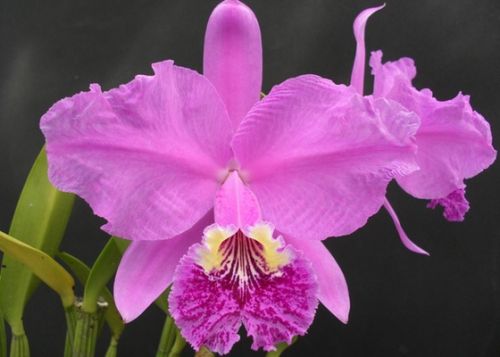 orquídeas catleya