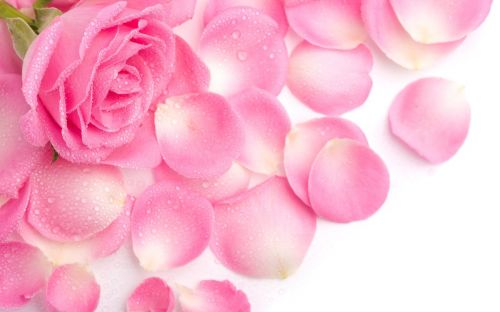 rosas