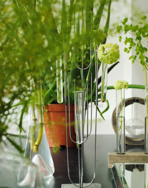 plantas_para_decorar_mesa