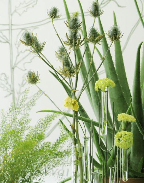 decorando_com_plantas_medicinais