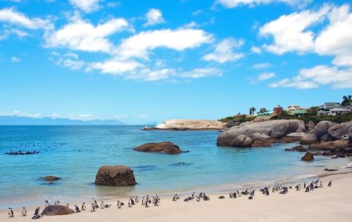 boulders beach áfrica do sul