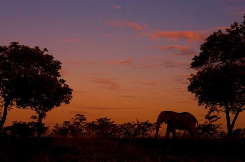 elefante África do Sul