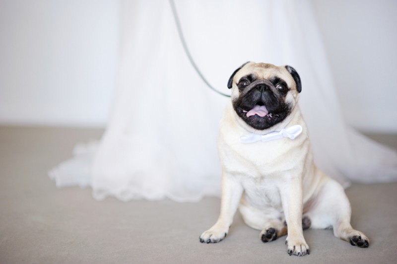 cachorro em casamento - pets no Grande Dia (2)