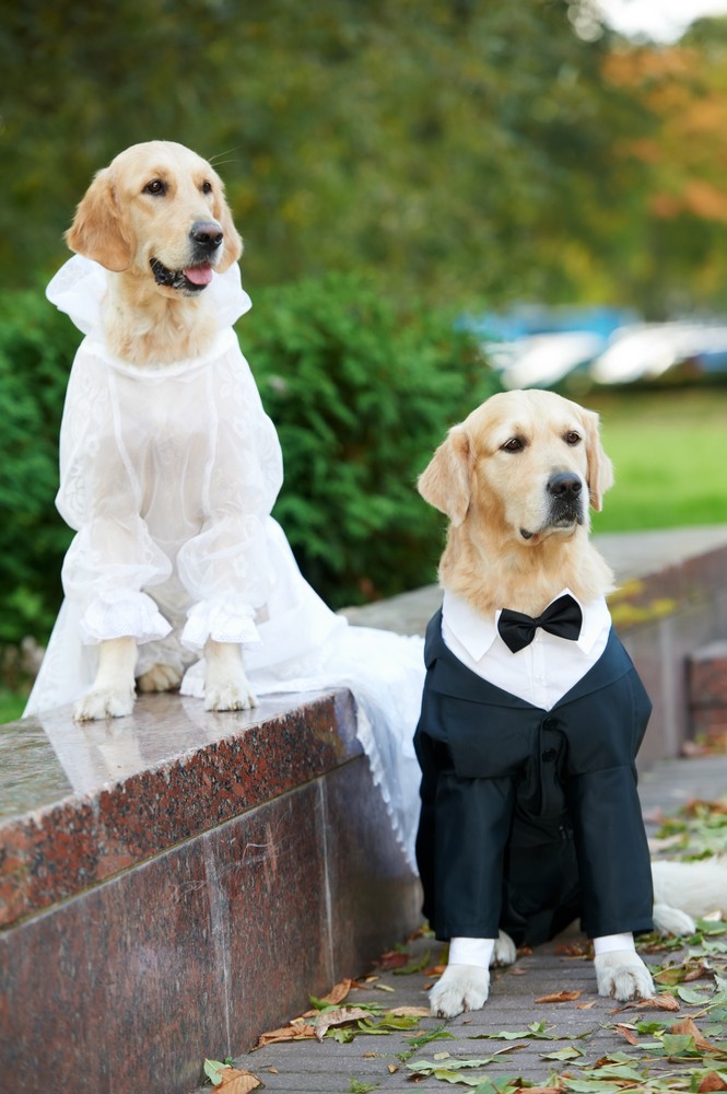 cachorro em casamento - pets no Grande Dia (3)