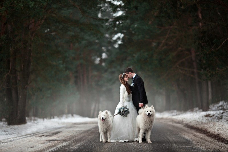 cachorro em casamento - pets no Grande Dia (5)