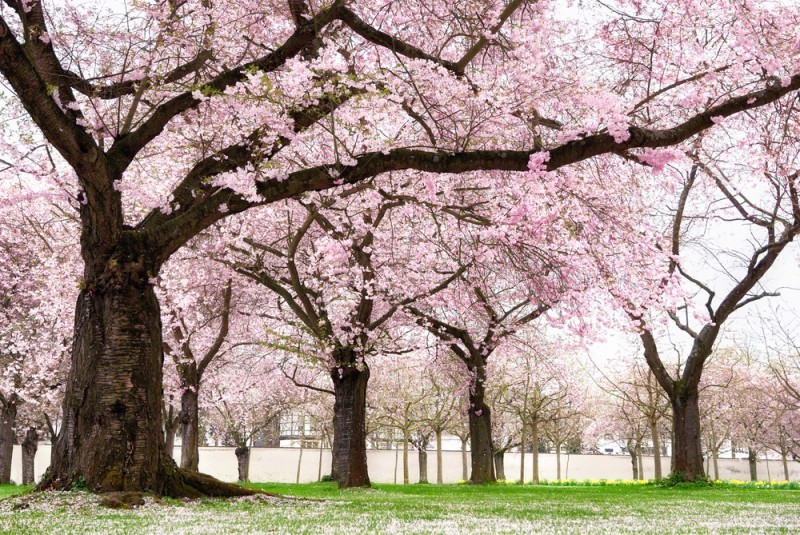 sakura - lua de mel no japão - revista icasei