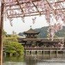 Cerejeiras em Kyoto lua de mel na primavera