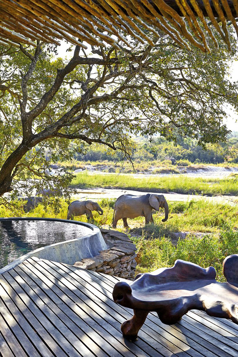 Elefantes passeiam em savana na África do Sul.