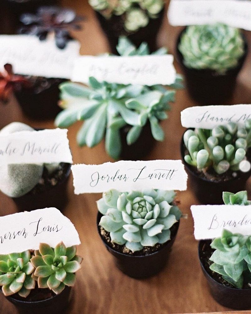 lembrancinhas-de-casamento-simples-suculentas