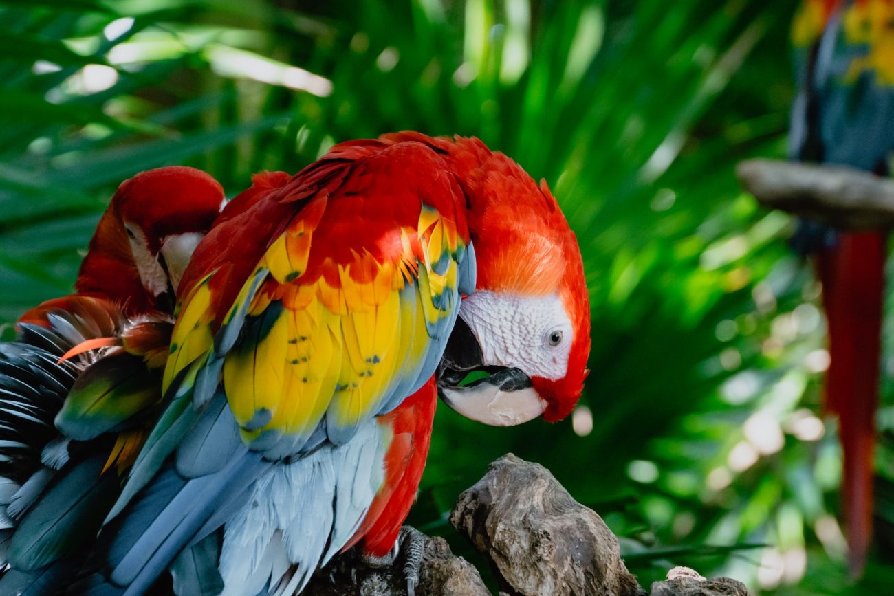 Lua de mel no México: diversidade de animais e plantas